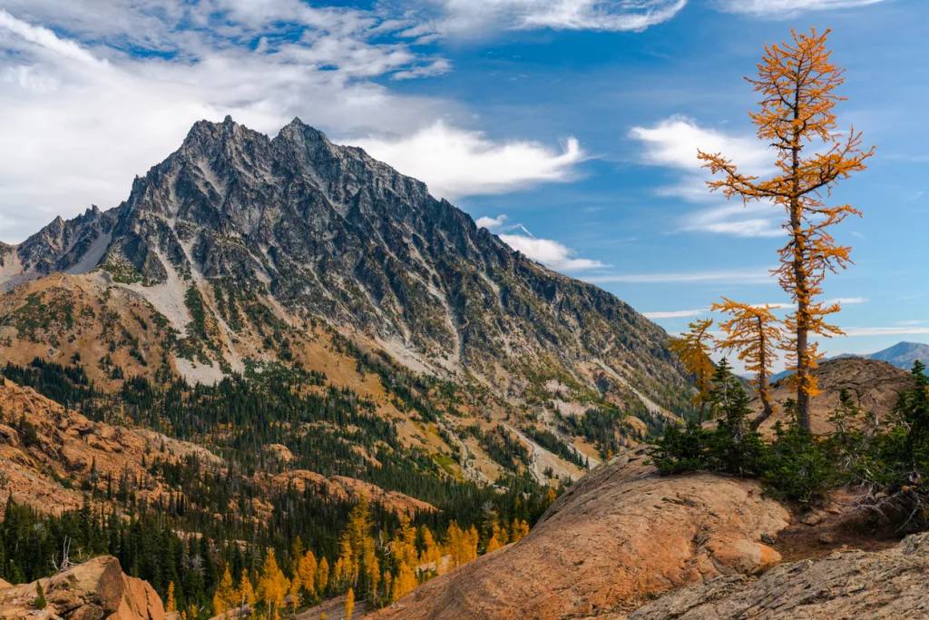 Weathered Golden Larches on Ridge Across the Valley from Mount Stuart Washington